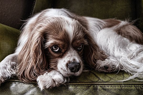 Cavalier King