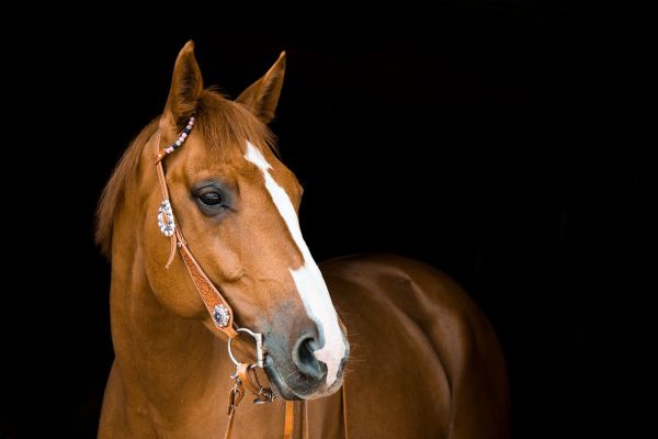 Cavallo Olandese
