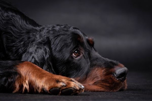 Setter Gordon