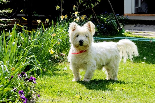 West Highland White Terrier