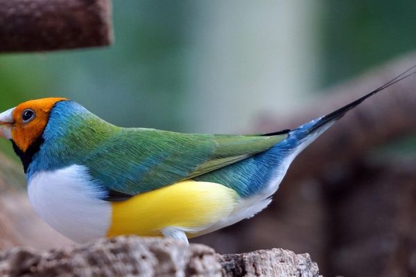 Diamante di Gould
