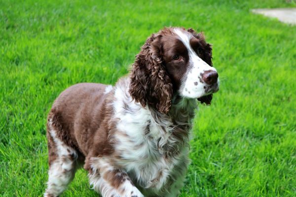 Springer Spaniel Inglese