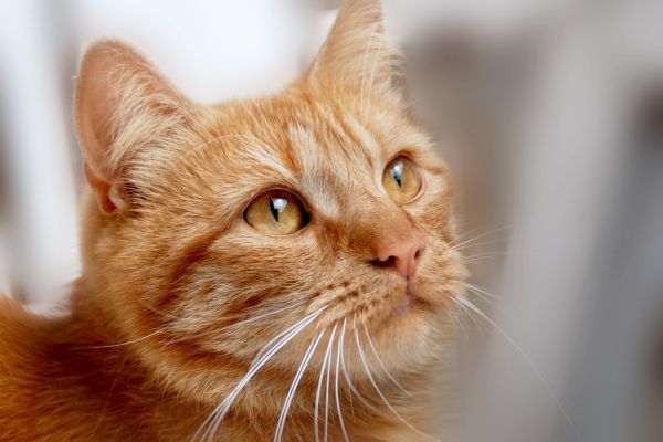 Gatto rosso