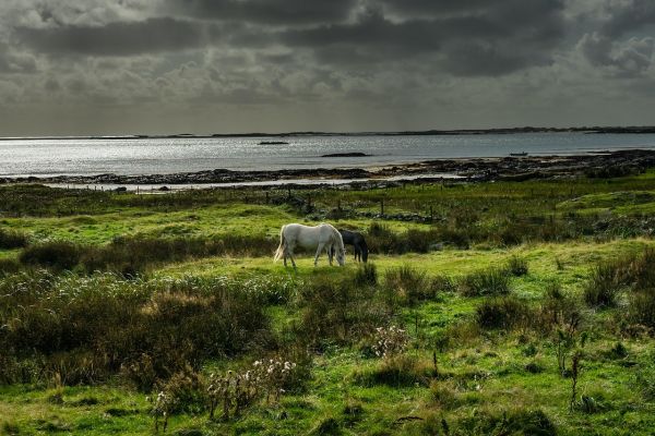 Pony Connemara
