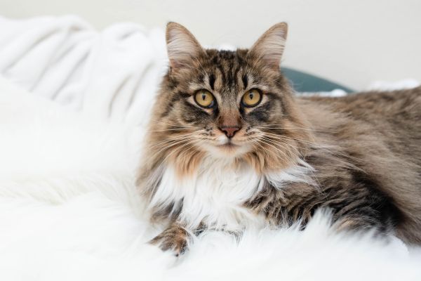 Gatto Maine Coon