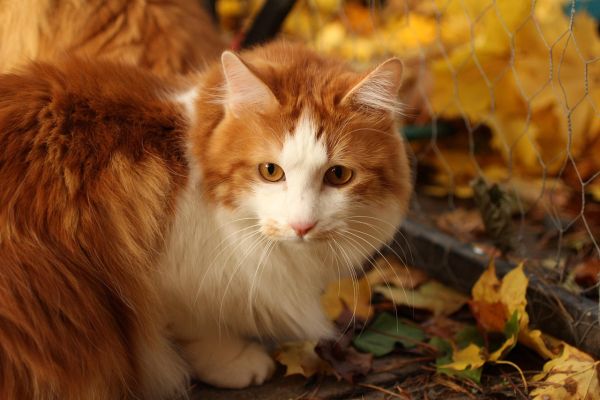Gatto American Bobtail