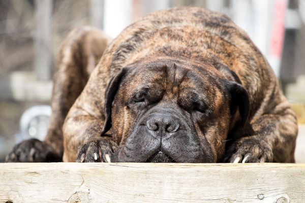 Mastino Inglese