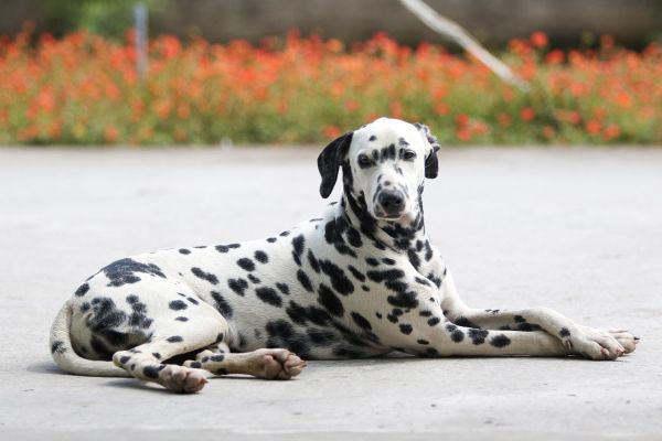 Dalmata