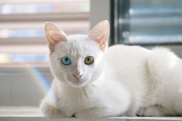 Gatto bianco
