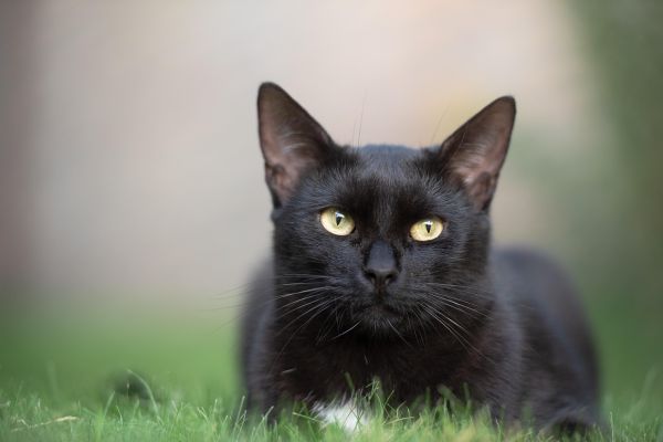 Gatto burmese