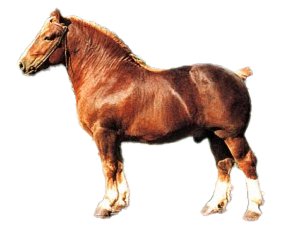 Cavallo Bretone: storia, aspetto, carattere, cura e cultura
