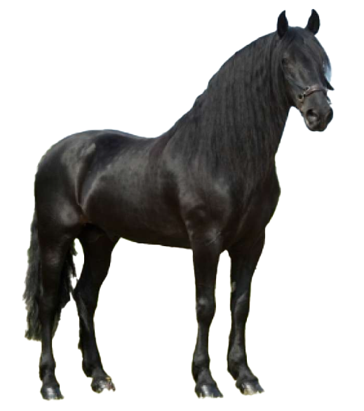 Cavallo Murgese: storia, aspetto, carattere, cura e cultura