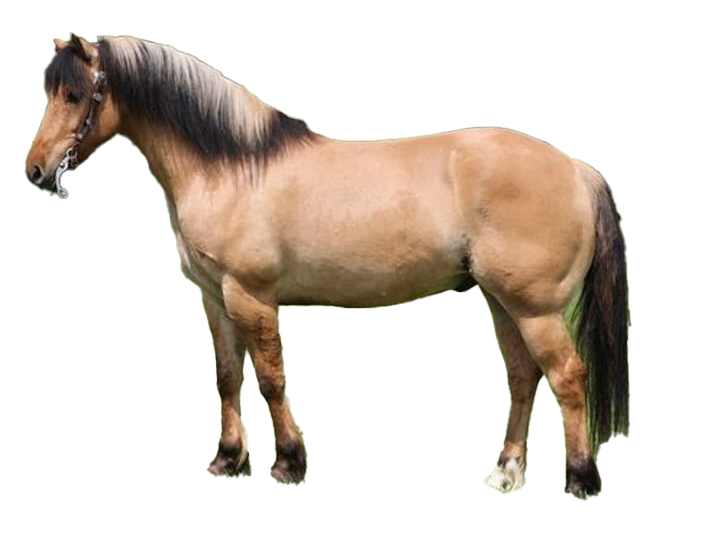 Cavallo Quarter Horse: storia, aspetto, carattere, cura e cultura