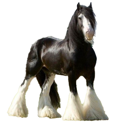 Cavallo shire: storia, aspetto, carattere, cura e cultura
