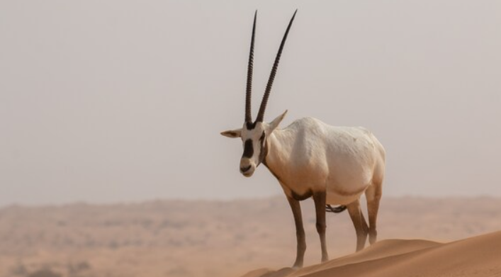 Orice d'Arabia