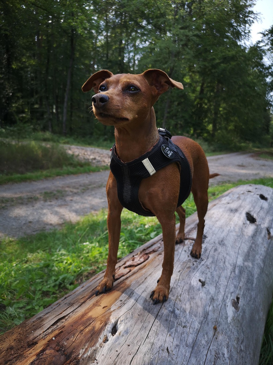 Zwergpinscher 2