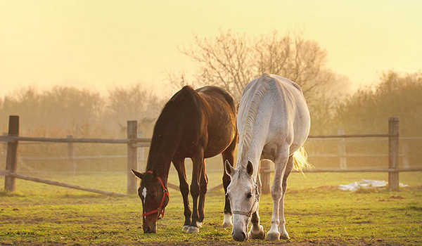 alimentazione del cavallo