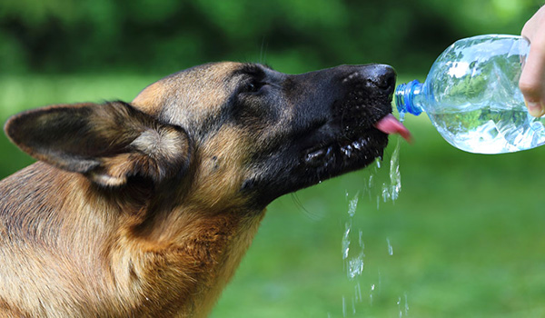 Gli animali e il caldo: comportamenti e cautele
