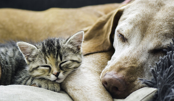 La convivenza tra cane e gatto impossibile