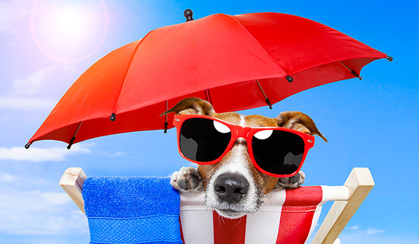 Inchiesta dai nostri veterinari i consigli per le vacanze