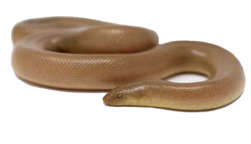 serpente boa1