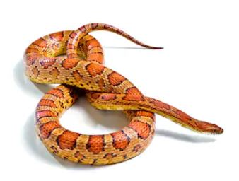 serpente boa3