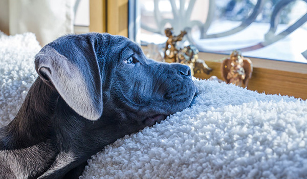 Serve il lettino di freud al tuo cane?