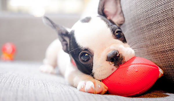 Test di comportamento per la scelta del cucciolo