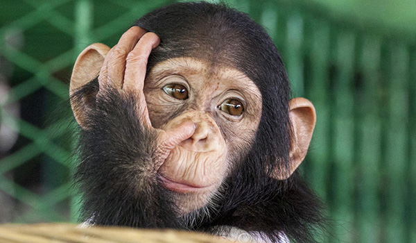 Animali come noi