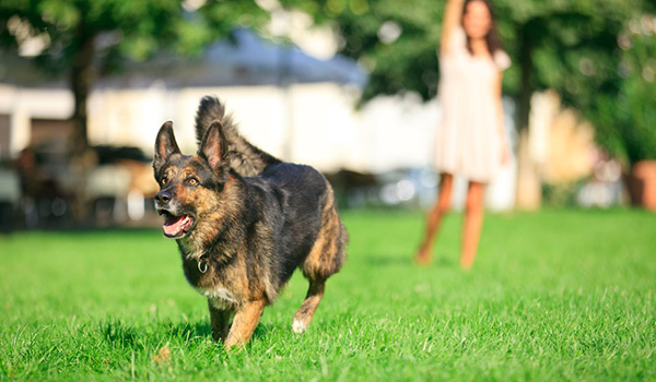 Fidopark: ecco le aree per cani in autostrada
