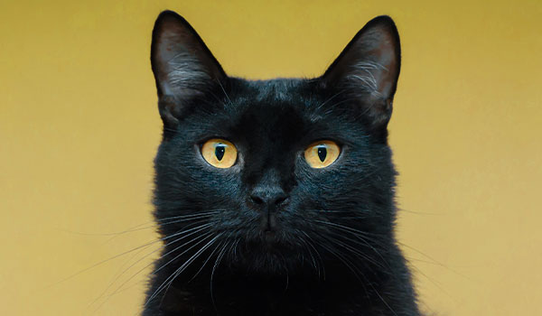Gatto nero: significato, storie, miti e leggende
