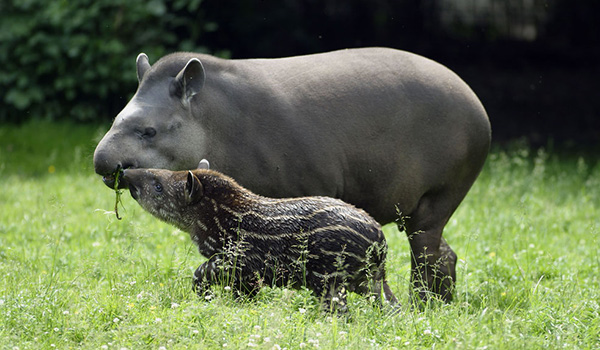 Quali sono gli animali più brutti