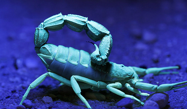 Scorpioni by night: la fluorescenza degli scorpioni