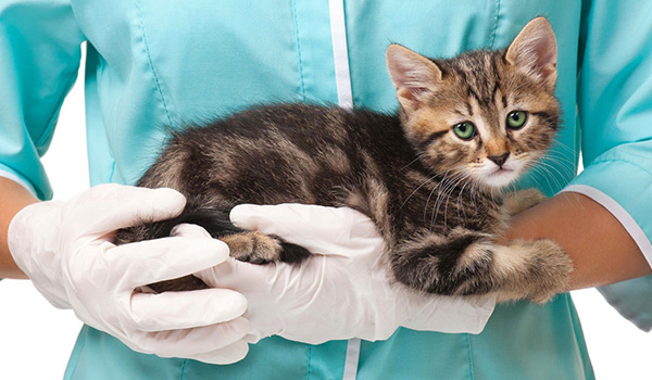 Veterinario: significato di parola