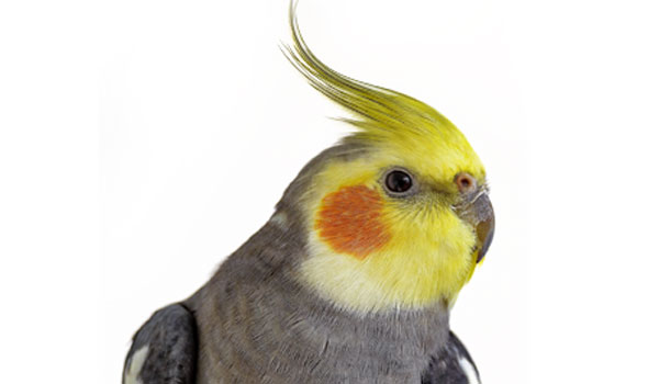 Calopsitta
