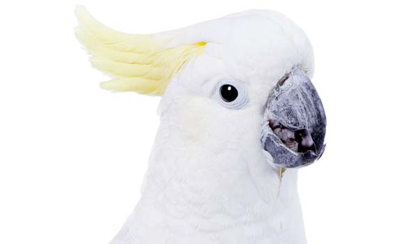 Cacatua