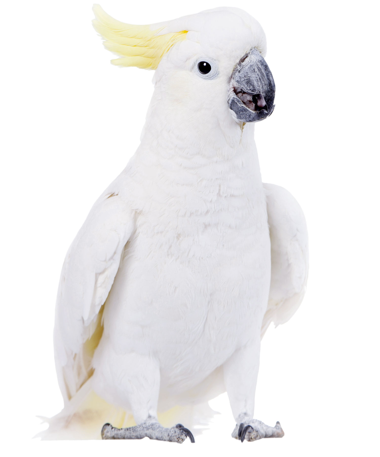 Cacatua dal ciuffo giallo