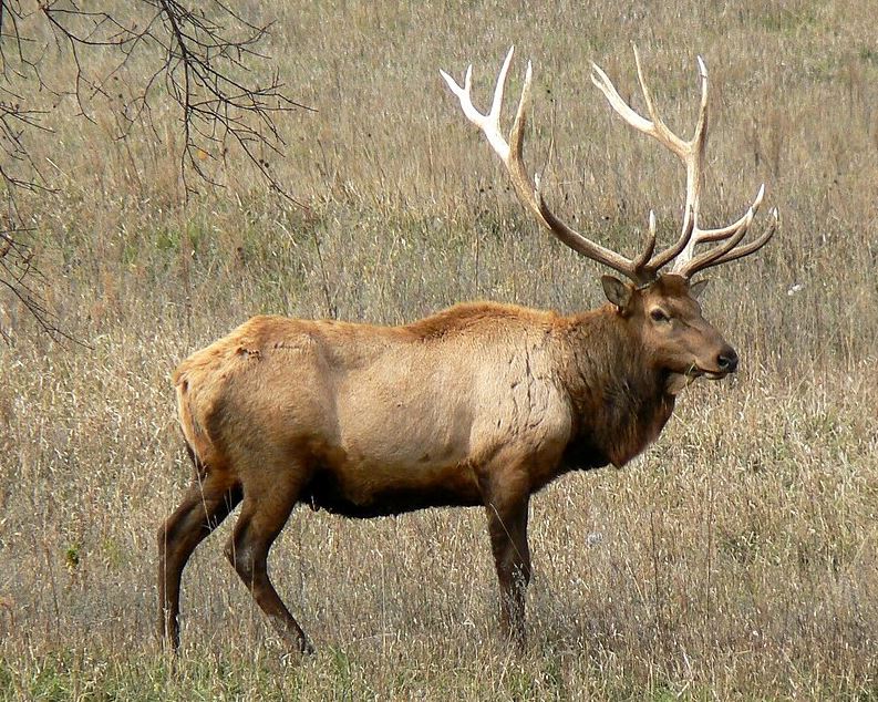 Wapiti