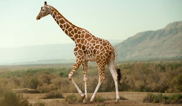 La giraffa