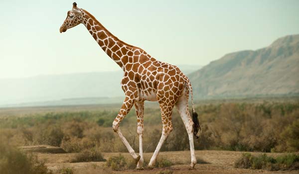 Caratteristiche Fisiche Della Giraffa