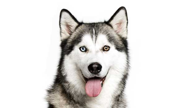 Husky: storia, caratteristiche fisiche, carattere, cura e prezzo