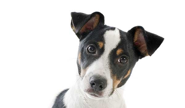 Jack Russell Terrier: aspetto, carattere, cura e prezzo