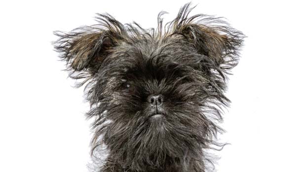 Affenpinscher: storia, aspetto, carattere, cura e prezzo