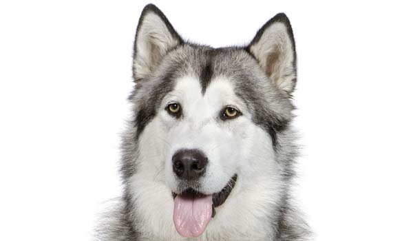 Alaskan Malamute: storia, aspetto, carattere, cura e prezzo