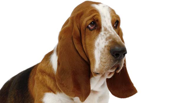 Bassethound: storia, aspetto, carattere, cura e prezzo