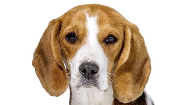 Beagle: storia, caratteristiche fisiche, carattere, cura e prezzo