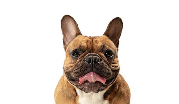 Bulldog Francese: storia, aspetto, carattere, cura e prezzo