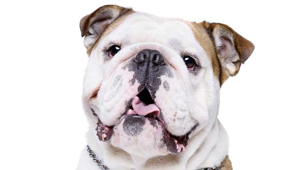 Bulldog Inglese: storia, aspetto, carattere, cura e prezzo