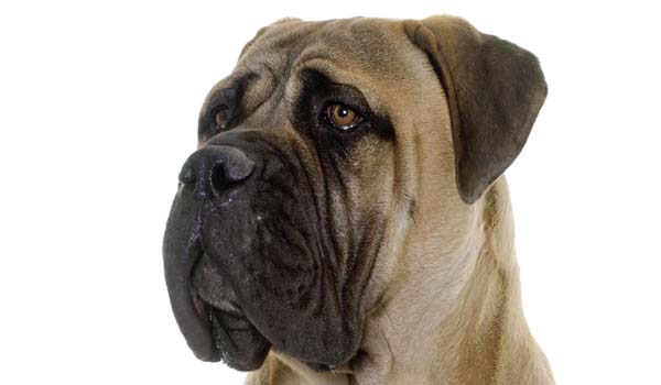 Bullmastiff: storia, aspetto, carattere, cura e prezzo