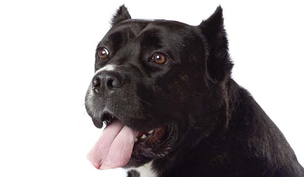 Cane Corso: storia, aspetto, carattere, cura e prezzo